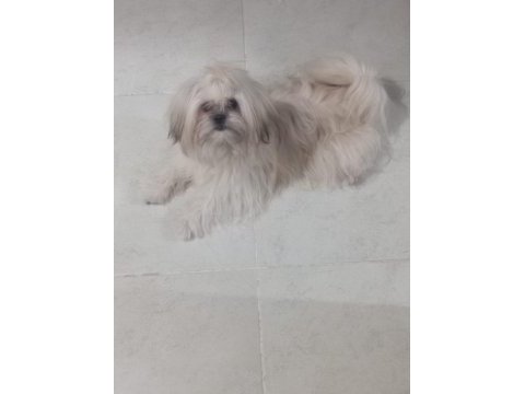 Ücretsiz şitsu köpeğimiz