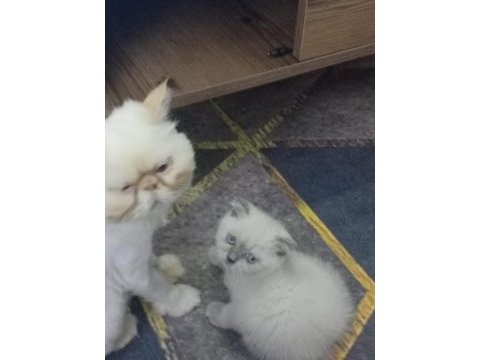 Scottish fold