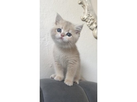 Golden gerçek saf kan british shorthair