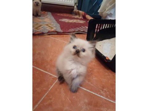 British shorthair bebekler