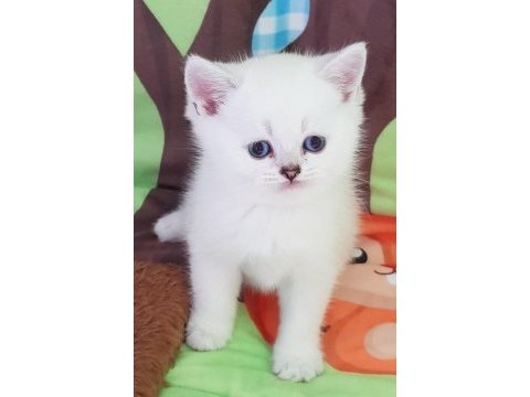 Scottish straight beyaz longhair ve shorthair fold