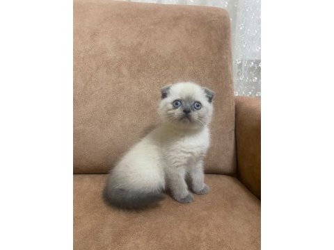 Blue point scottish fold bebekler