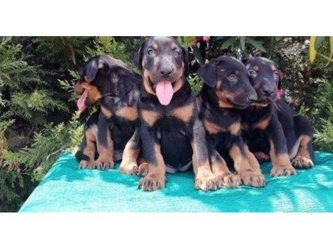 Irk ve sağlık garantili doberman yavrular