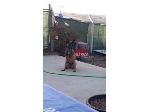Anne baba safkan belçika kurdu