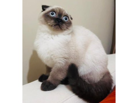 Safkan scottish fold anne ve british shorthair babadan yavru