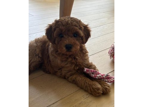 Yavru poodle
