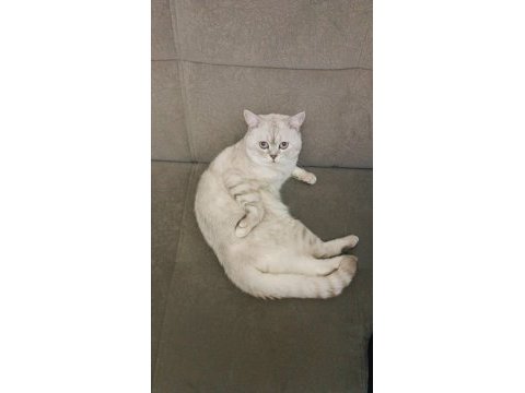 Lynx point british shorthair ücretli sahiplendirilecek