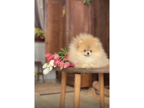 Muhteşem kalite pomeranian dişimiz