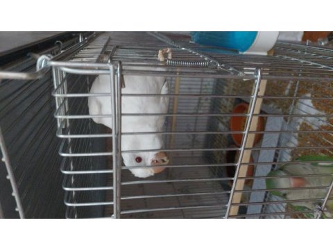 Albino ve yeşil monk 5 aylık