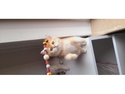 British shorthair kaliteli yavrular