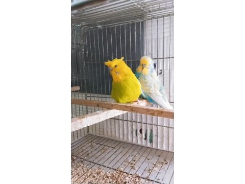 Rengarenk muhabbet kuşu türleri
