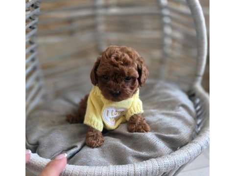 Mükemmel kalitedeki toy poodle yavrularımız