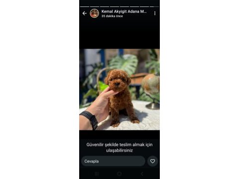 Kıvır kıvır poodle yavruları kaçmaz kalite