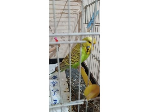Jumbo muhabbet kuşu takım
