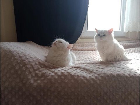 İran persian erkek yavru