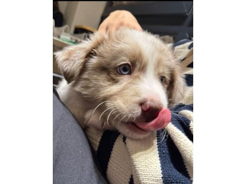 Çok iyi border collie yavruları istanbul
