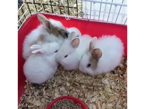 Renk renk yavru tavşan