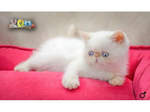 Sağlık garantili exotic shorthair