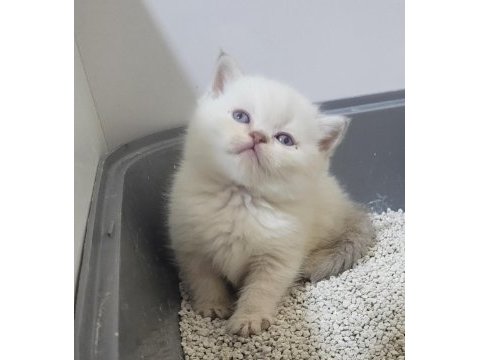 British shorthair ve scottish fold bebişler