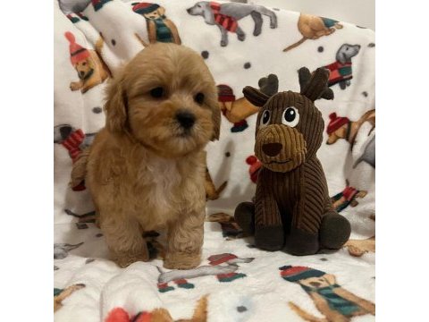 F2 maltipoo yavruları