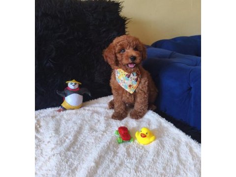 Peluş bir erkek poodle