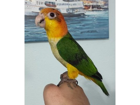 Elle büyütülmüş iri boy bebekler caique