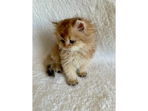 British longhair golden