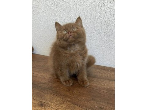 British shorthair cinnamon
