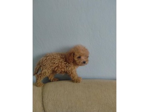 Poodle yavru köpeğimiz