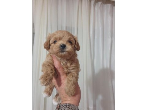 Show kalite kore kan maltipoo bebekler