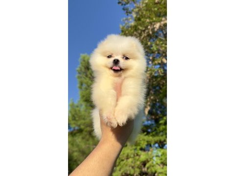 Saf kan pomerinian boo yavrumuz yeni yuvasına hazır