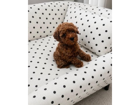 Garantili gerçek ev üretimi toy poodle
