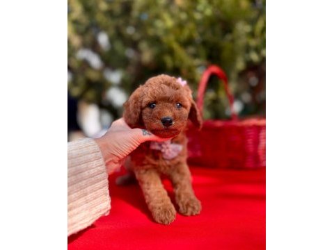 Safkan toy poodle bebekler