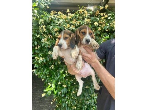 Aktif aileler için oyuncu ve sosyal beagle
