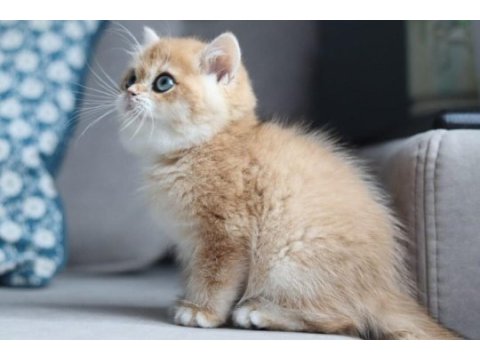 Bal rengi golden british shorthair 