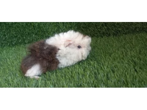 Guinea pig yavrular aynı gün set halinde teslim edilir