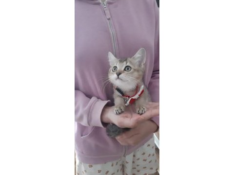Black golden british shorthair yavrumuz