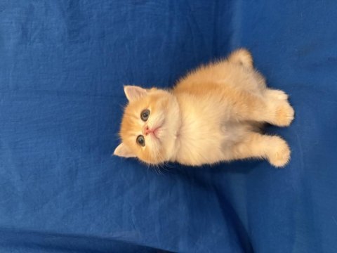 British shorthair golden bebek