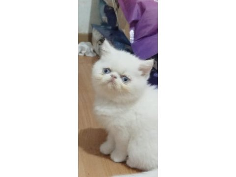 Exotıc shorthaır erkek 