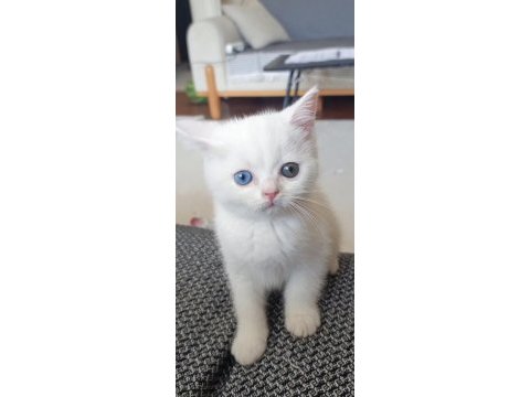 Dişi british shorthair