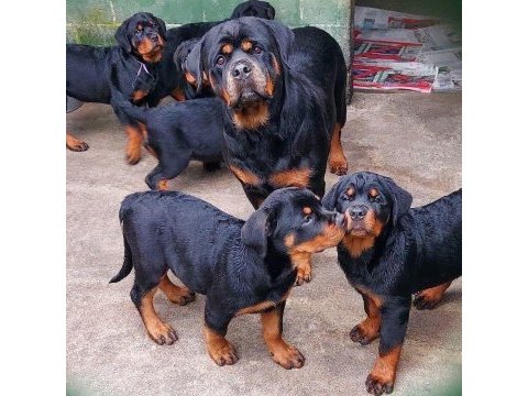 Orjinal garantili dev koca kafa macar rottweiler