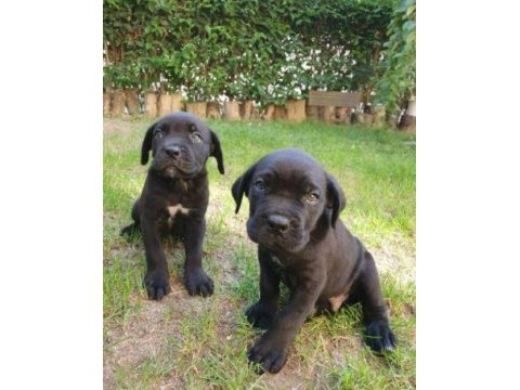 Irk ve sağlık garantili cane corso yavrular