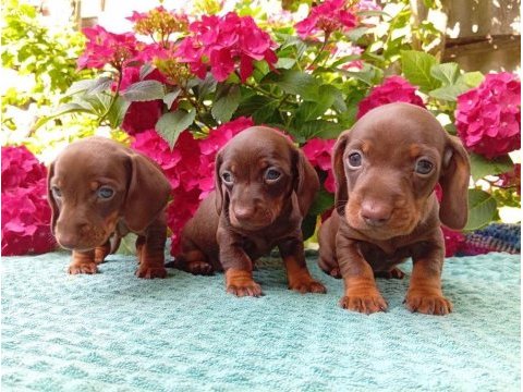 Chocolatte tan mini sosis dachshund yavrular