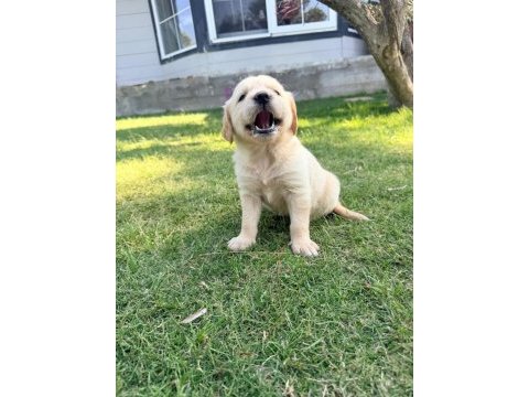 1.5 aylık sağlıklı golden retriever yavrularımız