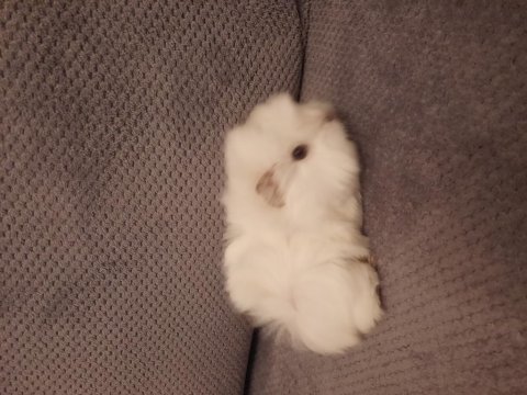 Peruvan ginepig yavrusu