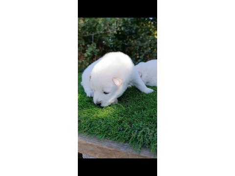Kar topu samoyed bebekler