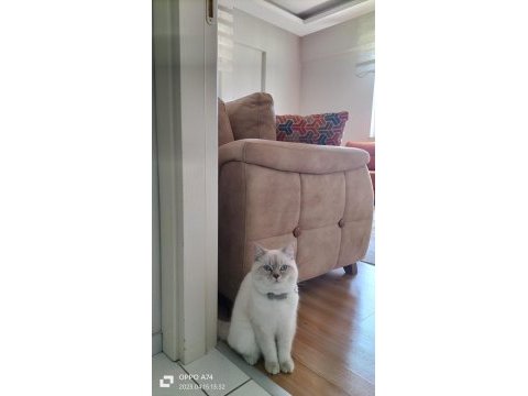 7 aylık british shorthair damızlık erkek kedimiz