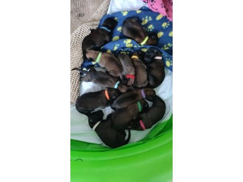 Safkan ırk garantili malinois yavrular