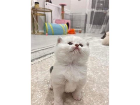 Minik yavru kedilerim