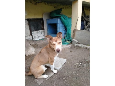 Yavru husky